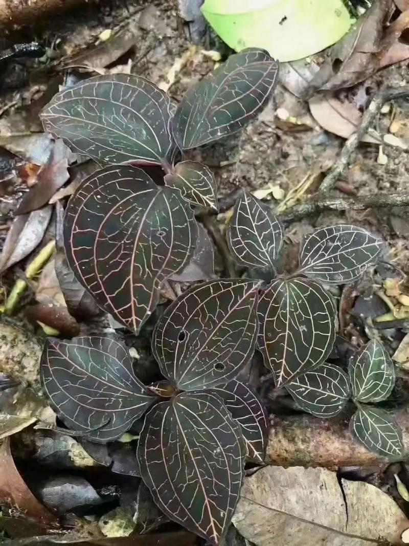 金线莲的副作用,金线莲副作用详解及注意事项