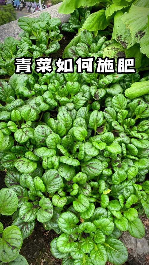 青菜施肥了几天后可以吃,青菜施肥后多久可食用？