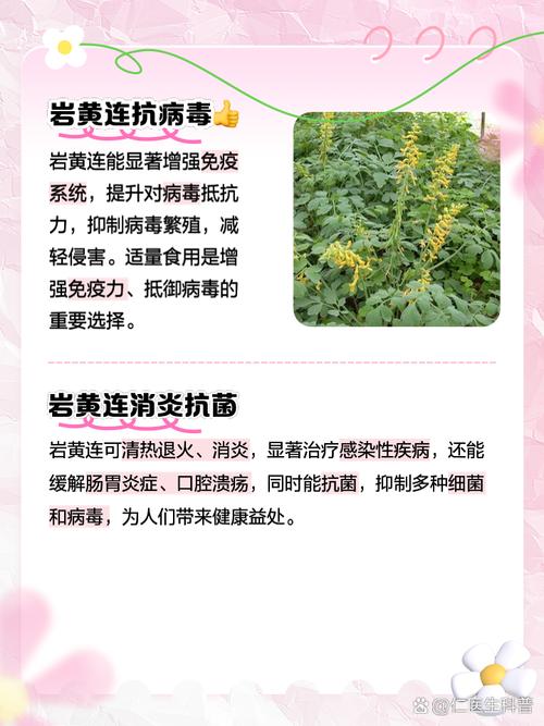 黄连有什么作用,黄连功效与作用解析