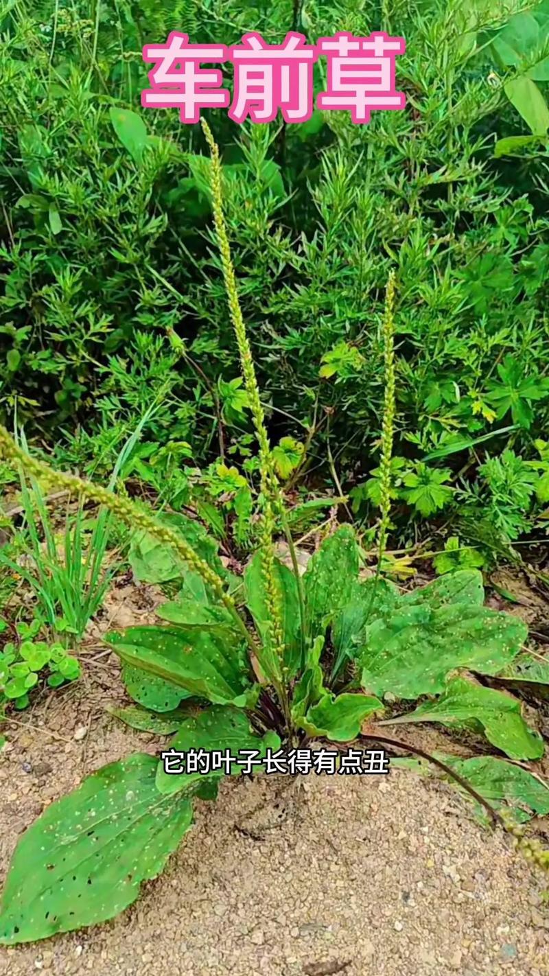 车前草副作用有哪些,车前草副作用一览，安全用药须知