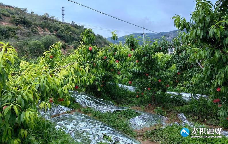 李丽时珍蜜桃成熟时,李丽时珍蜜桃季，采摘正当时