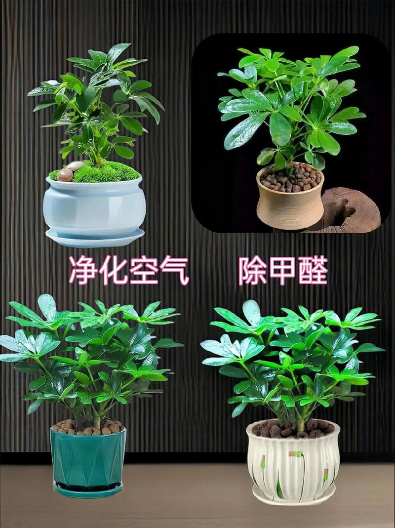 店里放什么植物招财最好,“招财植物推荐：店内风水必备！”