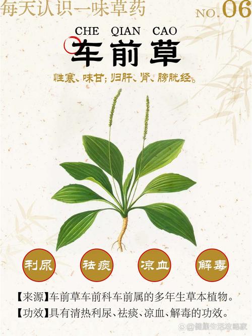 车前草有哪些作用,车前草功效盘点：养身良草