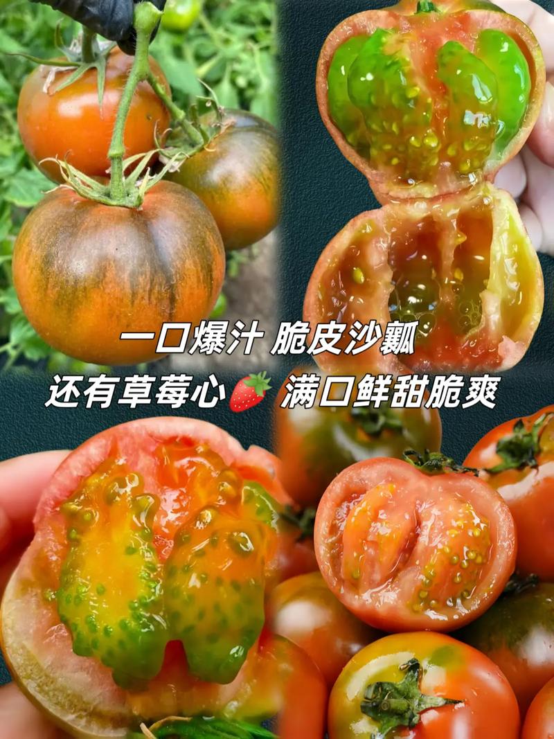 吃柿子可以吃西红柿吗,柿子VS西红柿：能否互换食用？