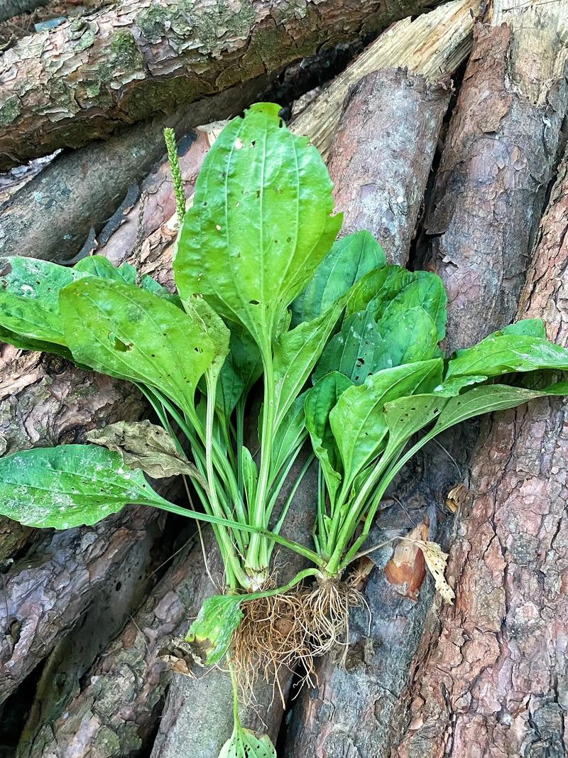 车前草对尿结石有效果吗,车前草治疗尿结石有效吗？