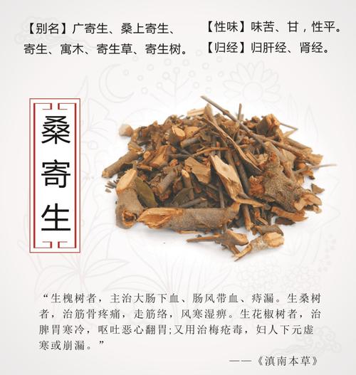 长期喝桑寄生的好处,桑寄生养生好处大盘点