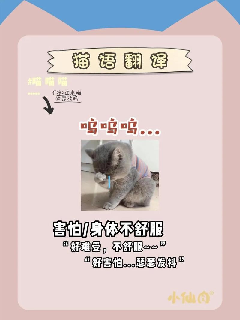 猫语翻译器免费版,免费猫语翻译器：宠物沟通新利器