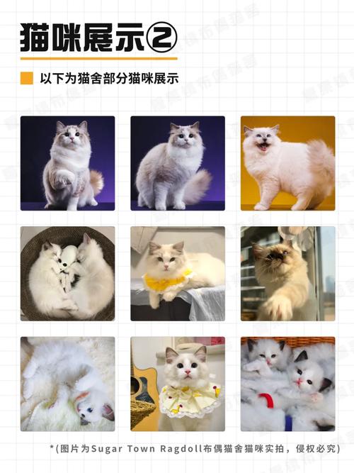 Ragdoll,Ragdoll猫种介绍与养护技巧