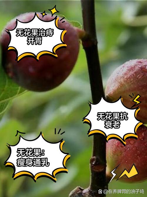 无花果有花吗,无花果真的有花吗？揭秘果实之谜