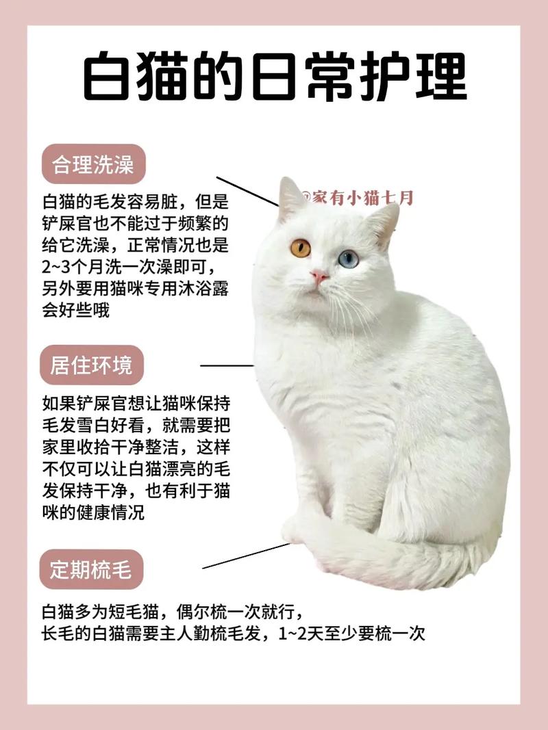 乳白猫是什么品种,乳白猫品种揭秘：了解猫咪特色品种