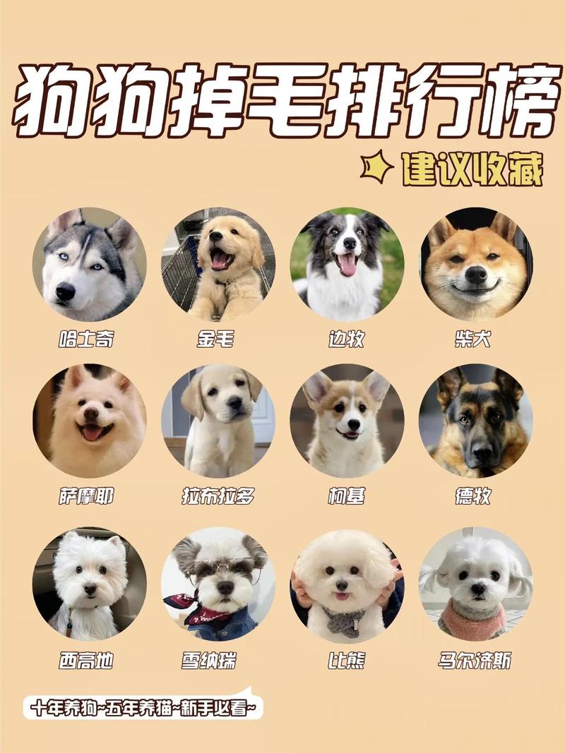 狗狗排行榜前十名,狗狗排行榜前十名，热门犬种大盘点