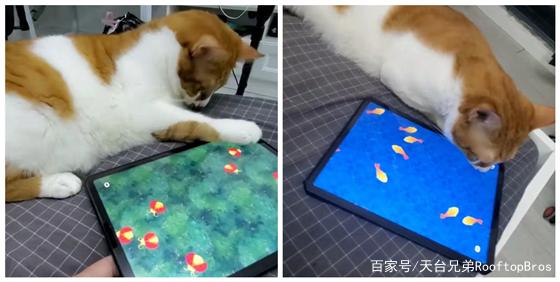 猫抓鱼的游戏,猫抓鱼游戏攻略：趣味玩法大揭秘