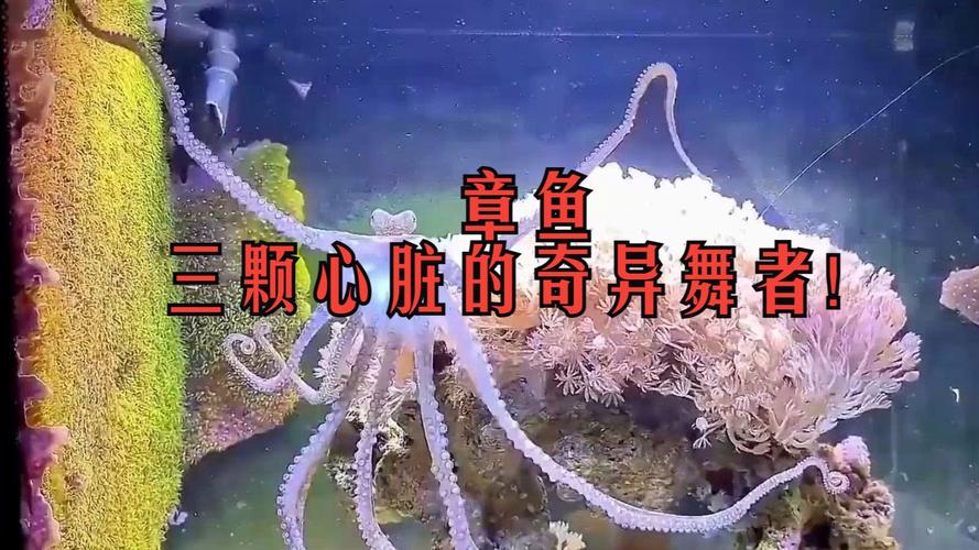 章鱼为什么三个心脏,章鱼三心脏揭秘：神奇生物的心脏秘密