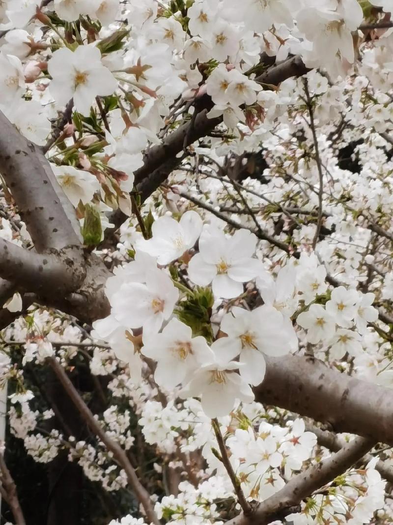 樱花校园学校,樱花校园学校：探秘最美校园风光